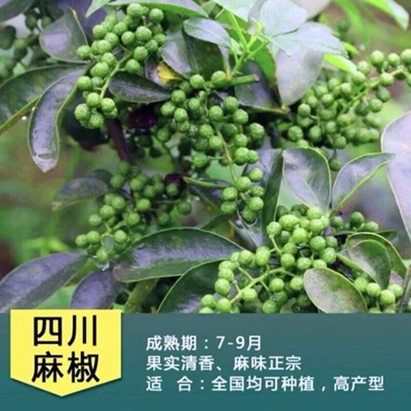 新品花椒树苗大红袍花椒苗藤椒花椒树苗四季种植可食用正宗花