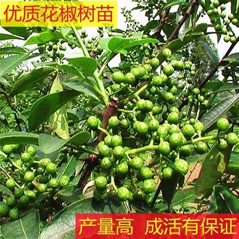 新品花椒树苗大红袍花椒苗藤椒花椒树苗四季种植可食用正宗花
