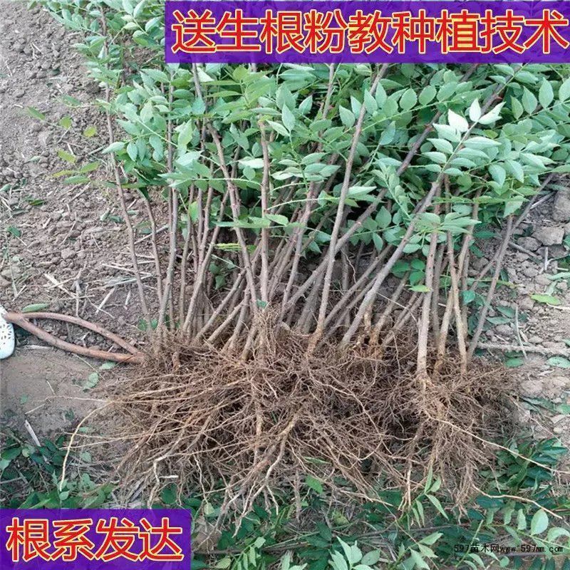 新品花椒树苗大红袍花椒苗藤椒花椒树苗四季种植可食用正宗花