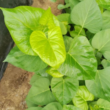 红薯苗大田苗脱毒苗蔓头苗蜜薯苗西瓜红苗