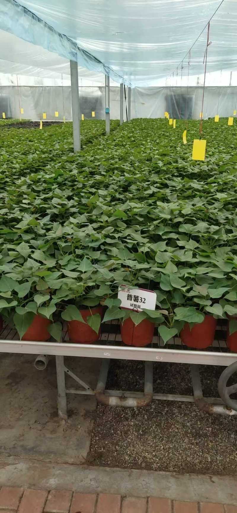 红薯苗大田苗脱毒苗蔓头苗蜜薯苗西瓜红苗