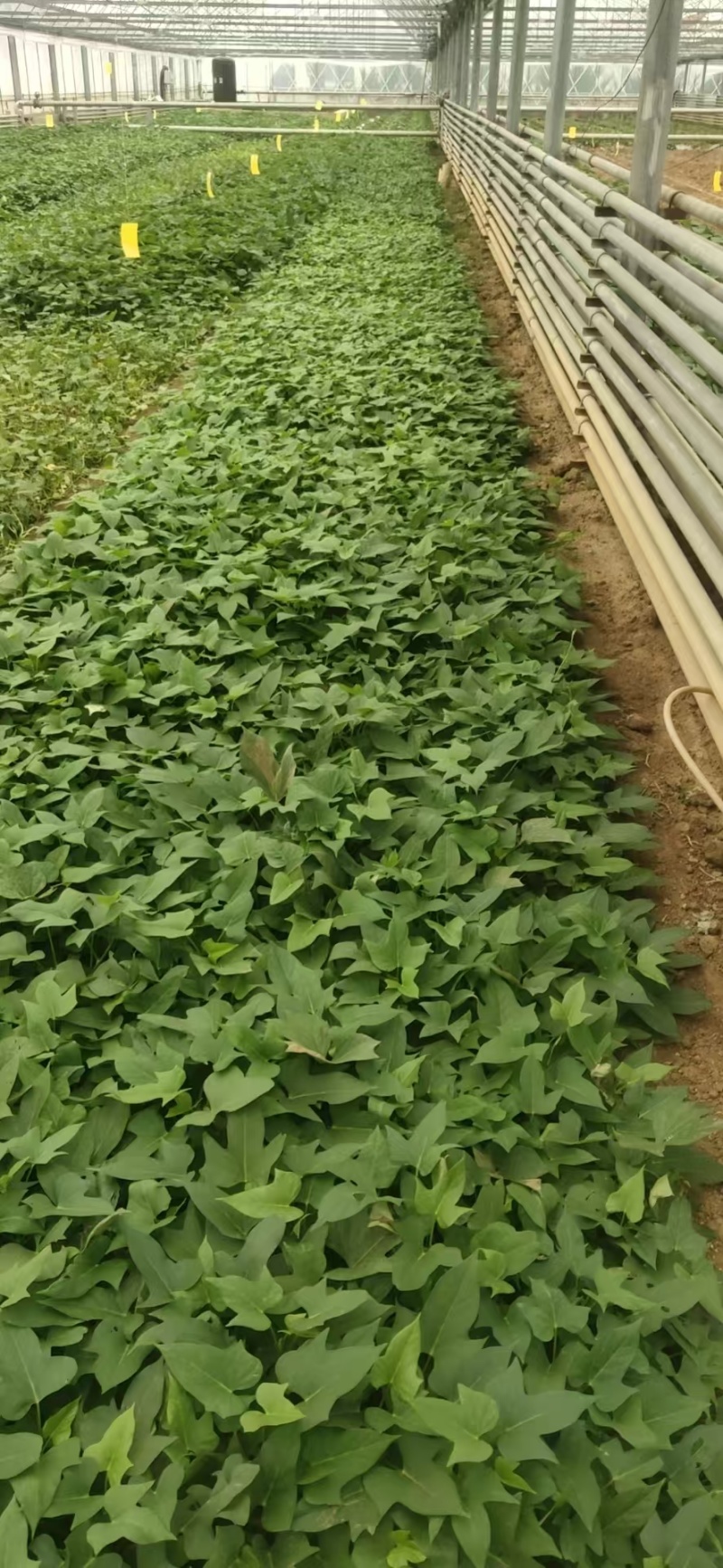 红薯苗大田苗脱毒苗蔓头苗蜜薯苗西瓜红苗