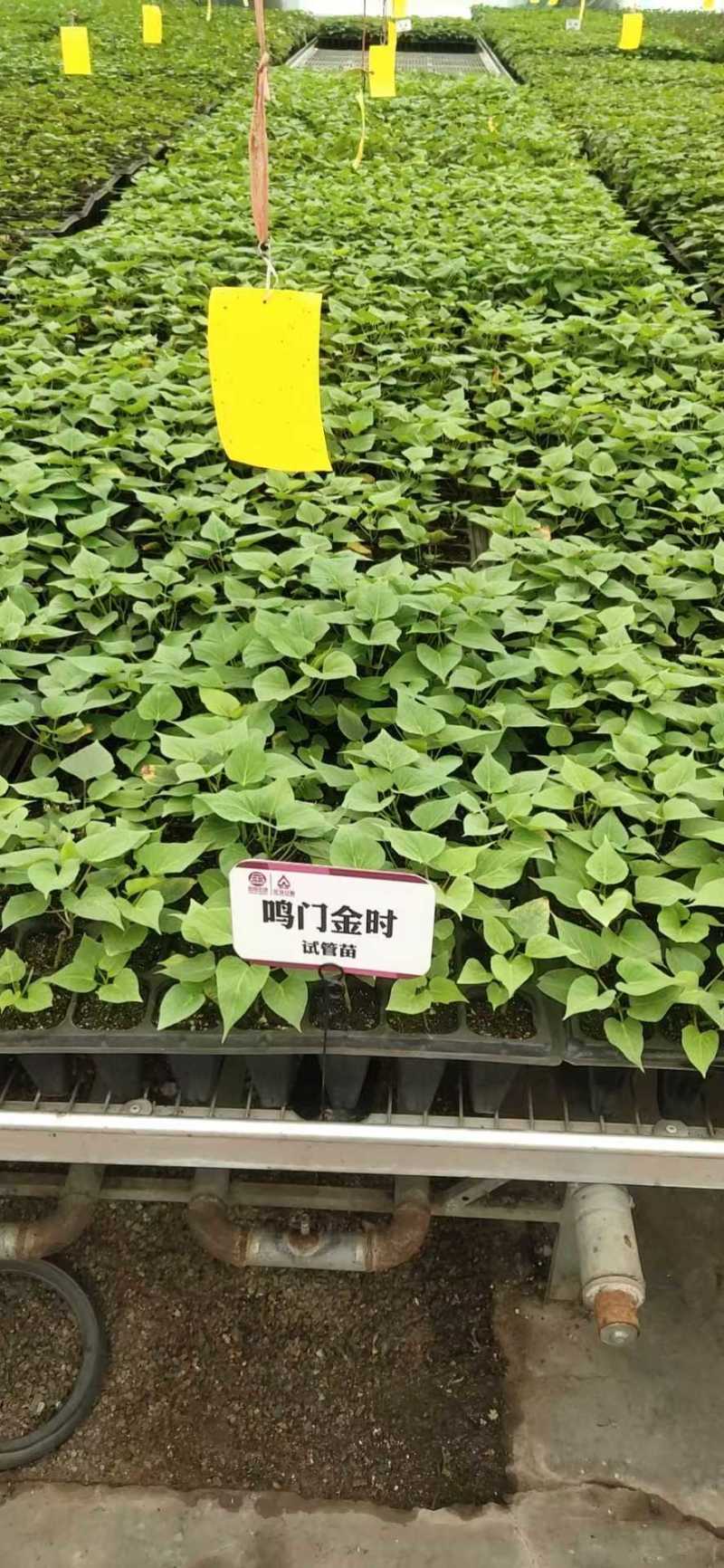 红薯苗大田苗脱毒苗蔓头苗蜜薯苗西瓜红苗