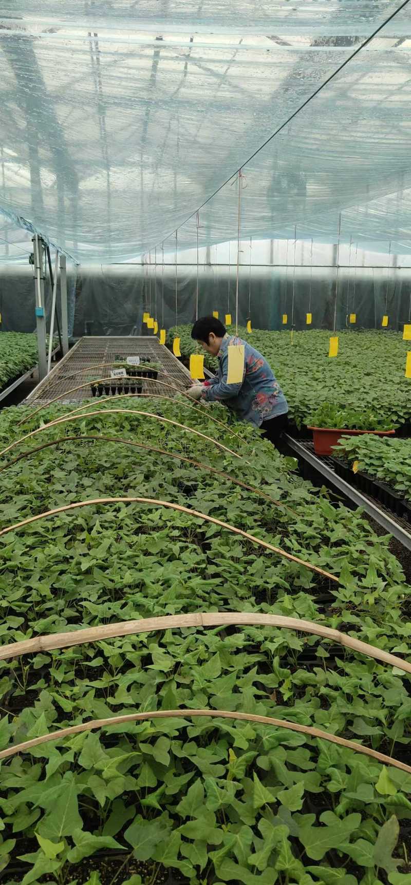 红薯苗大田苗脱毒苗蔓头苗蜜薯苗西瓜红苗