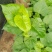 红薯苗大田苗脱毒苗蔓头苗蜜薯苗西瓜红苗