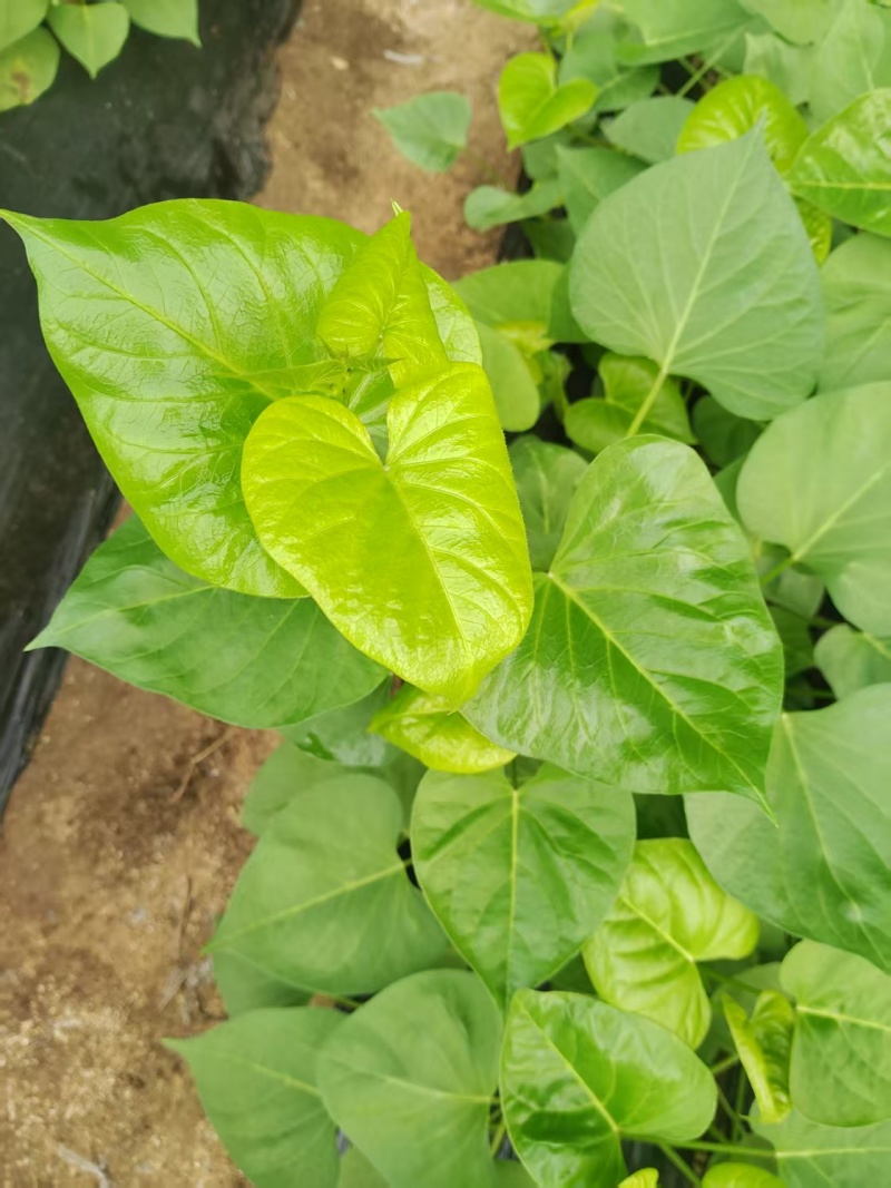 红薯苗大田苗脱毒苗蔓头苗蜜薯苗西瓜红苗