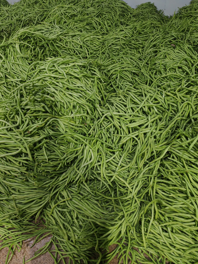 山东莘县优质无筋豆大量上市产地直发可视频看货保质保量保鲜