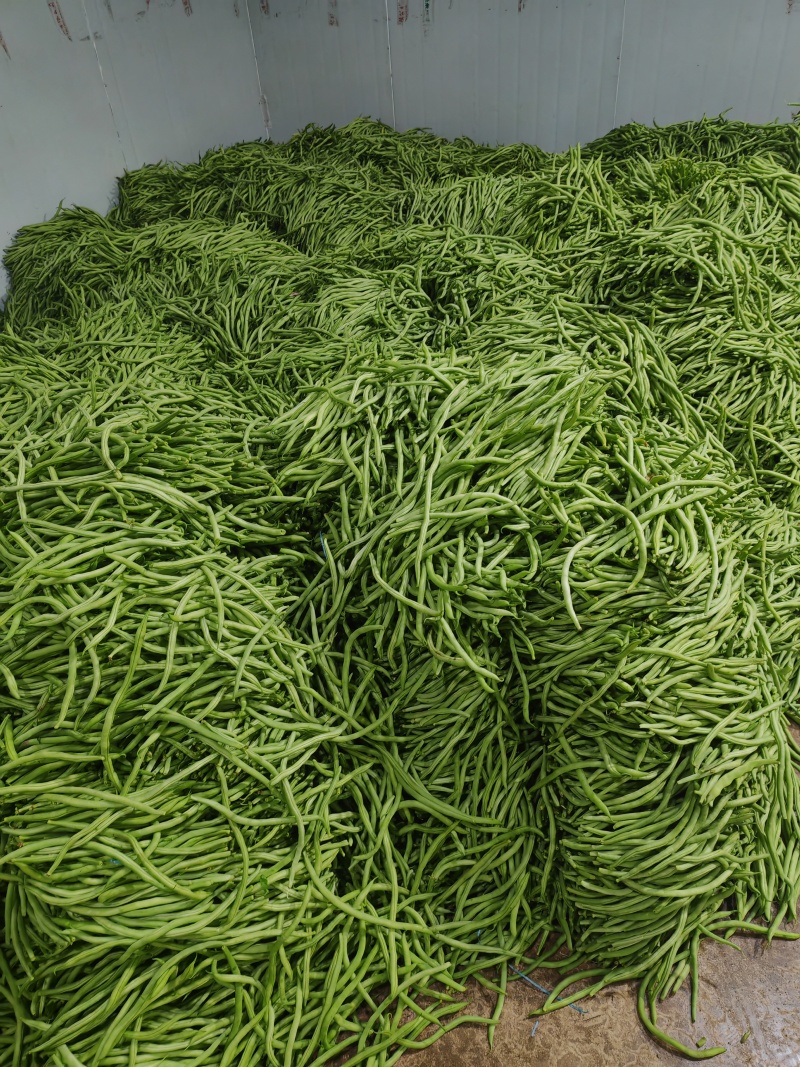 山东莘县优质无筋豆大量上市产地直发可视频看货保质保量保鲜