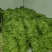 【推荐】莘县产地绿扁豆大量上市可视频看货产地直发保质保量