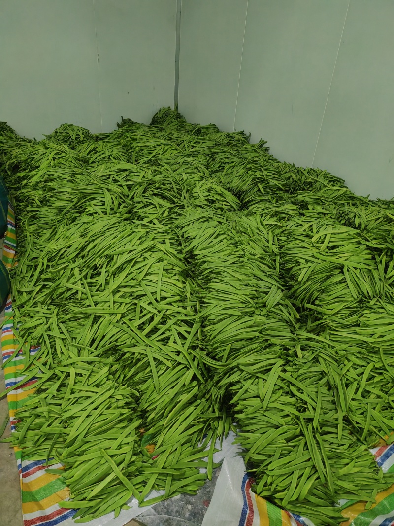 【推荐】莘县产地绿扁豆大量上市可视频看货产地直发保质保量