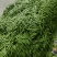 【推荐】莘县产地绿扁豆大量上市可视频看货产地直发保质保量