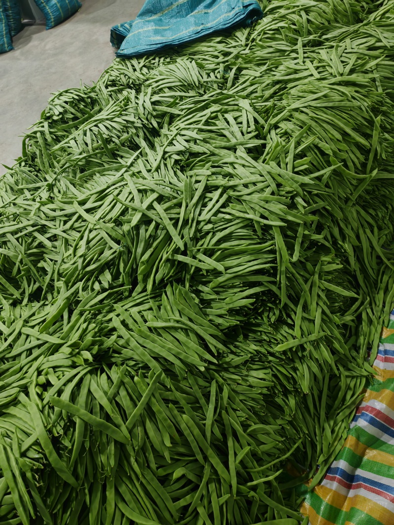 【推荐】莘县产地绿扁豆大量上市可视频看货产地直发保质保量