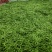 【推荐】莘县产地绿扁豆大量上市可视频看货产地直发保质保量