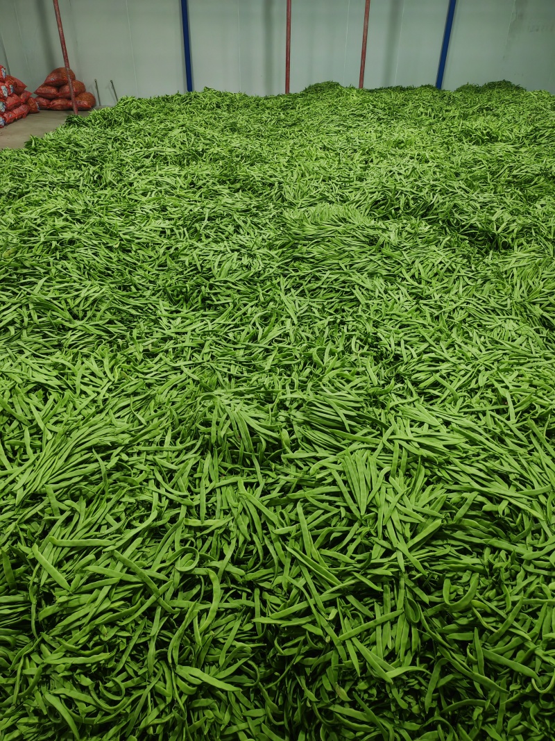 【推荐】莘县产地绿扁豆大量上市可视频看货产地直发保质保量