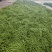 山东无筋豆大量上市，产地发货，代发全国，保质保量