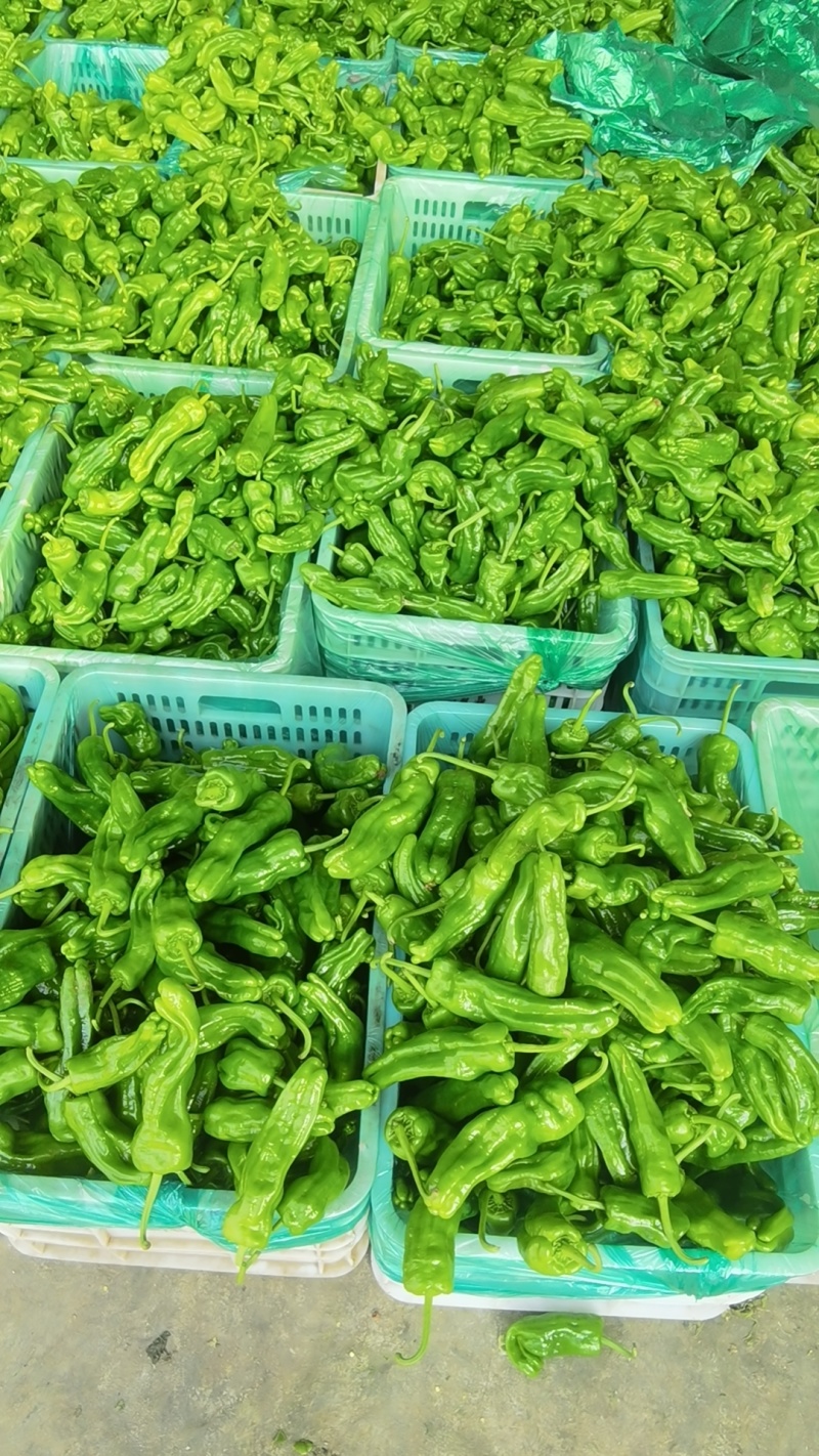 荡椒，芜湖椒，薄皮椒，大量供应中。。。。。。。。。。。。