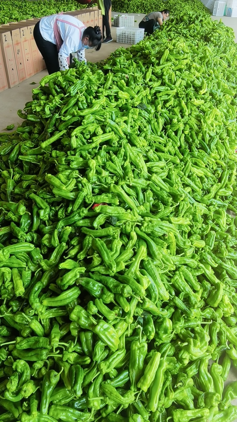 荡椒，芜湖椒，薄皮椒，大量供应中。。。。。。。。。。。。
