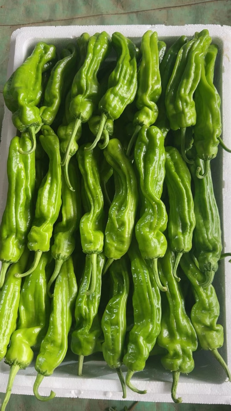 荡椒，芜湖椒，薄皮椒，大量供应中。。。。。。。。。。。。