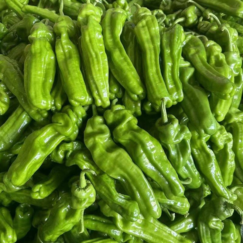 荡椒，芜湖椒，薄皮椒，大量供应中。。。。。。。。。。。。