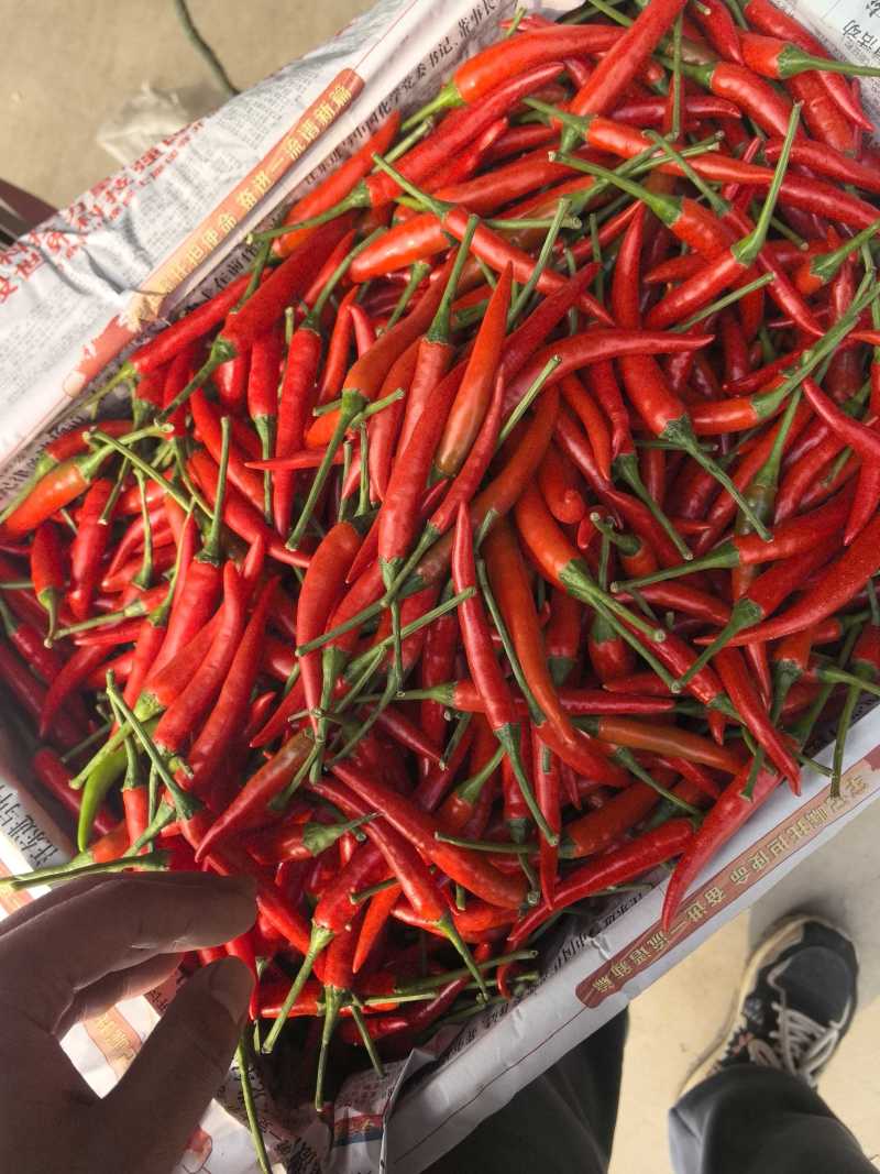 艳红，天香小米椒，全国代发！直供电商，超市