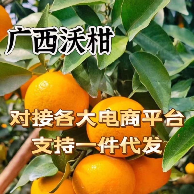 【电商】广西武鸣沃柑支持一件代发产地溯源抖音多多社区团购