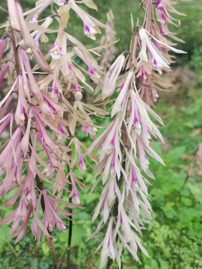 毛慈菇苗