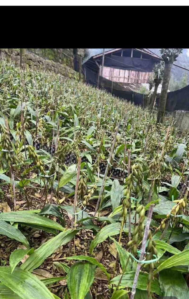 毛慈菇苗