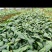 毛慈菇苗
