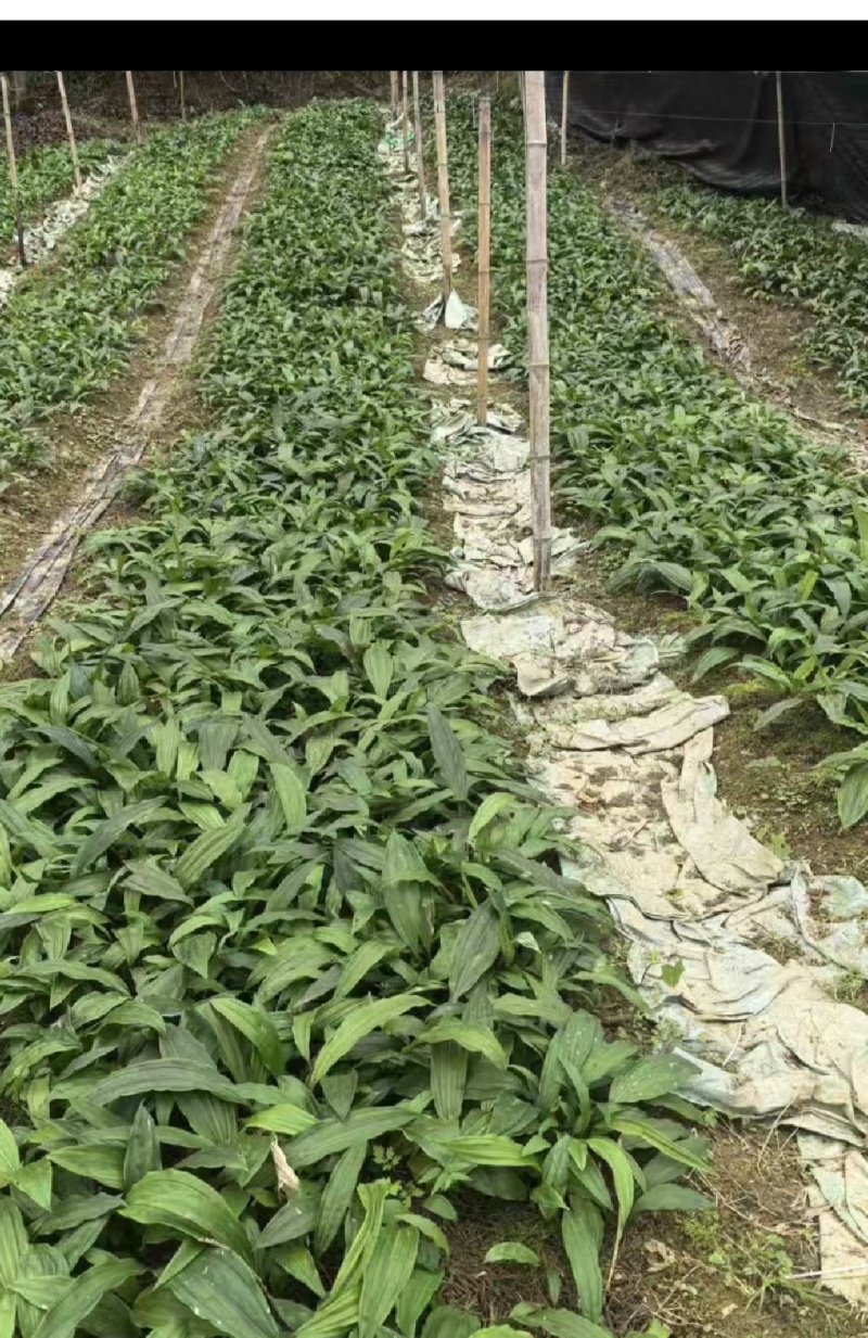 毛慈菇苗