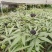 竹节参苗种植简单成活率高一手货源价格优惠加微