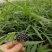竹节参苗种植简单成活率高一手货源价格优惠加微