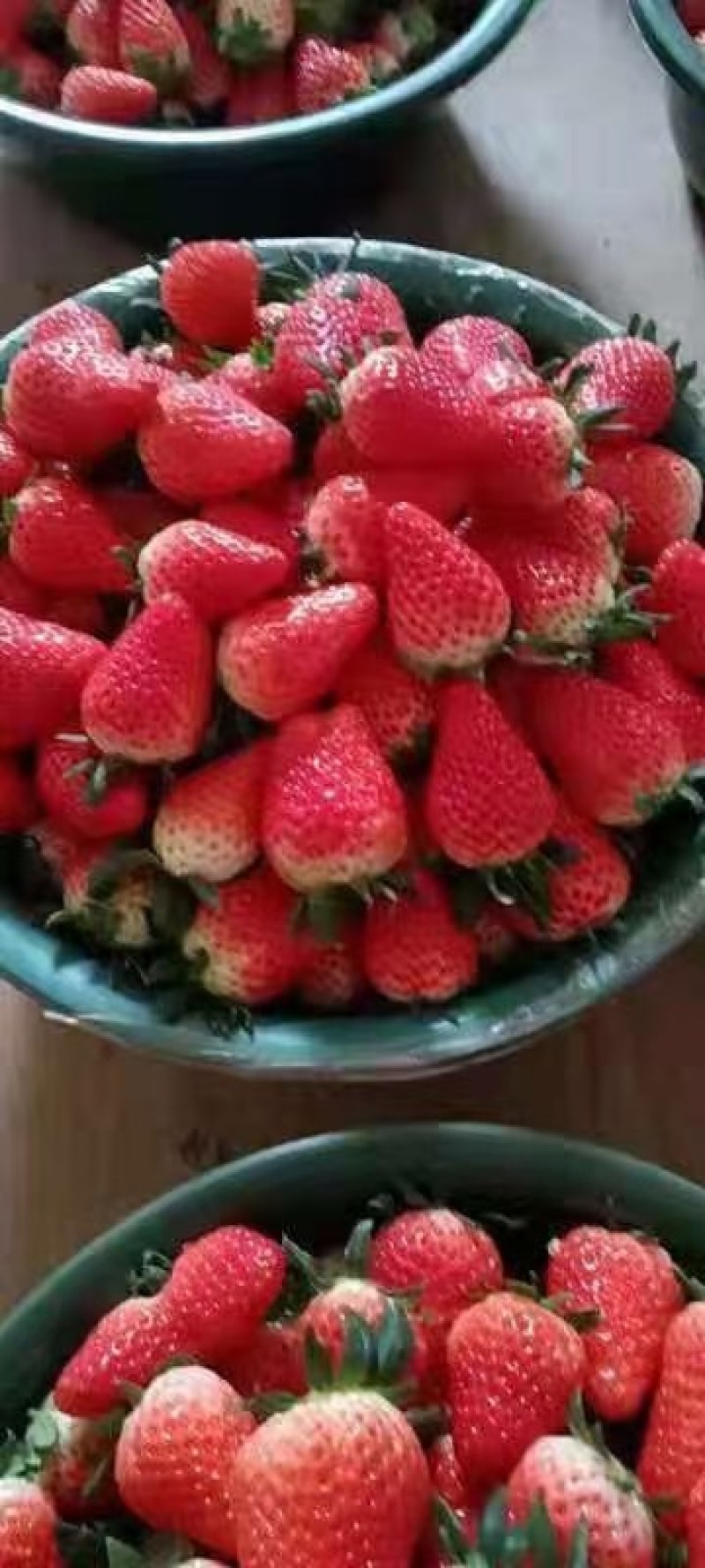 大棚草莓大量上市，中大果都有货欢迎各位老板订购