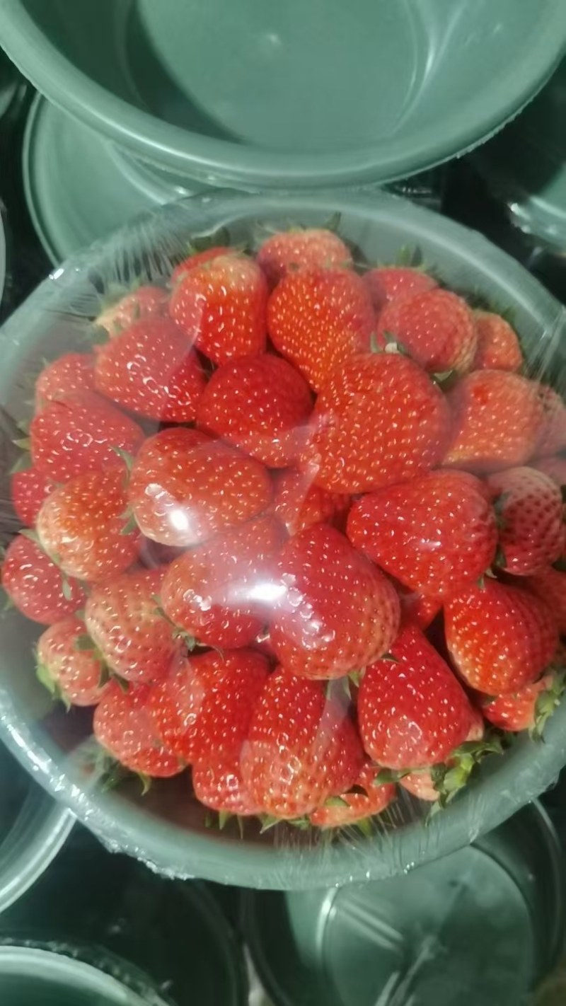大棚草莓大量上市，中大果都有货欢迎各位老板订购