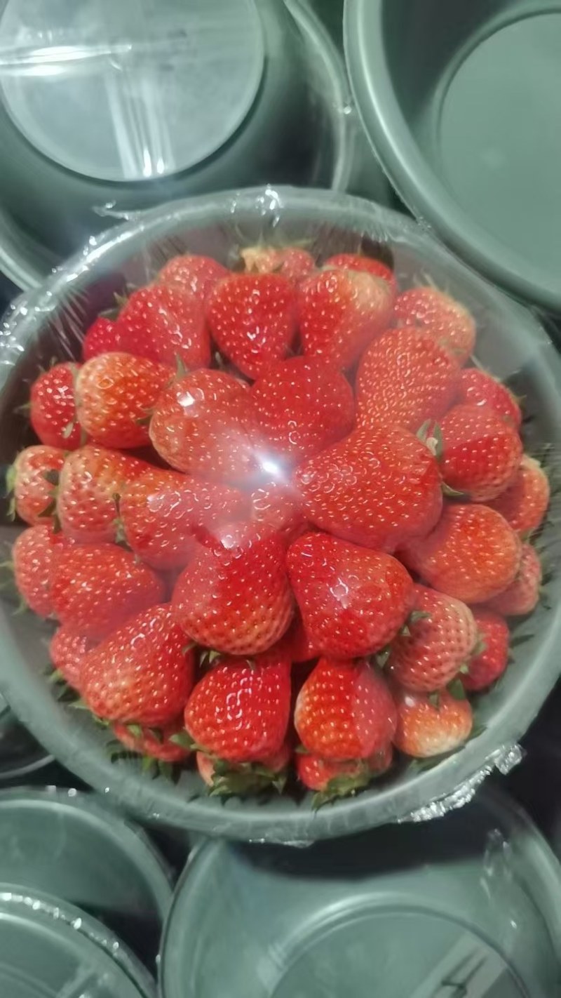 大棚草莓大量上市，中大果都有货欢迎各位老板订购