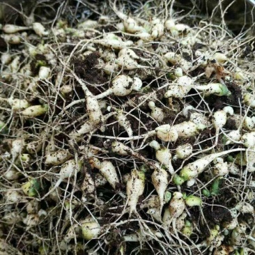 竹节参苗种植简单成活率高一手货源价格优惠加微