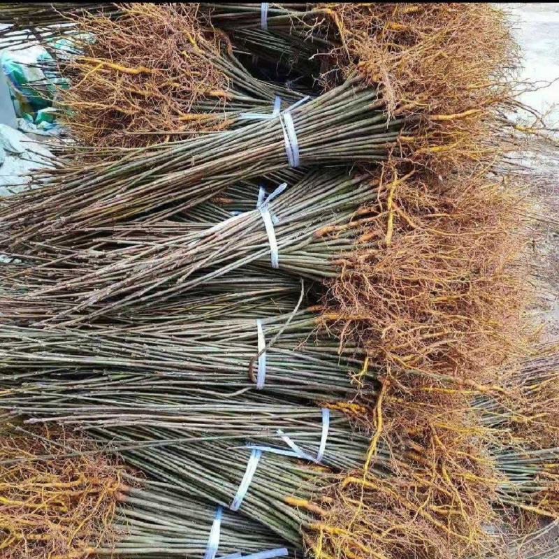 黄柏苗厚皮川黄柏苗产地直销批发零售，联系加