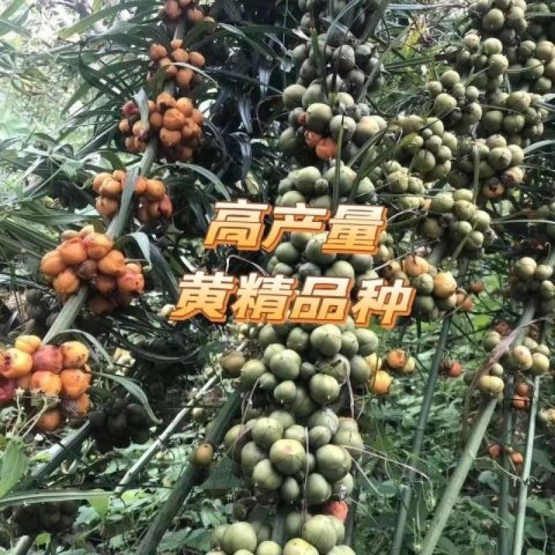 正宗黄金苗联系加