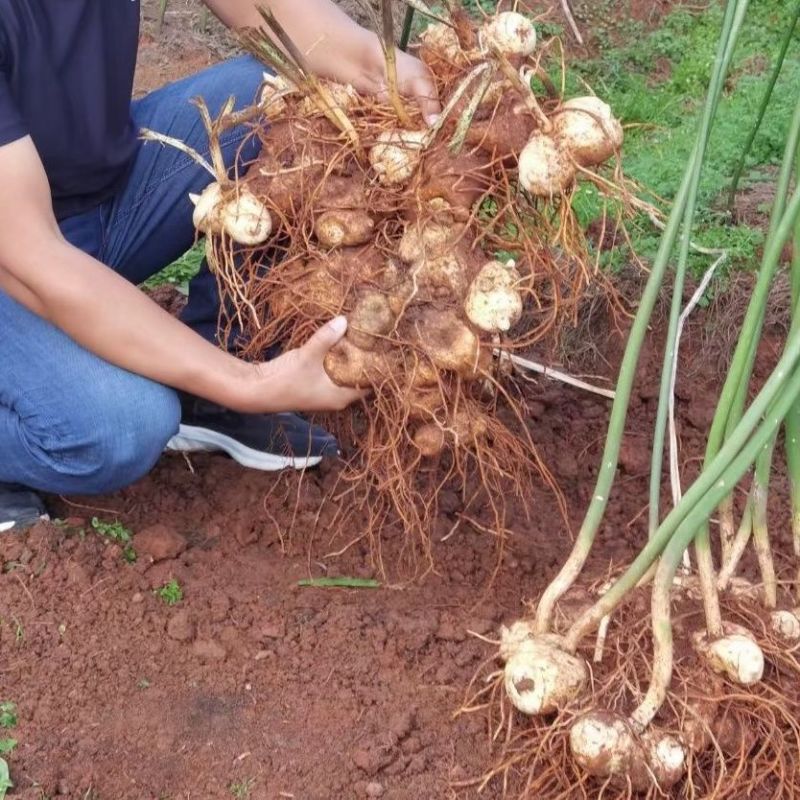正宗黄金苗联系加