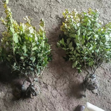 金森女贞大毛球，冠幅30左右，质量好，价格便宜