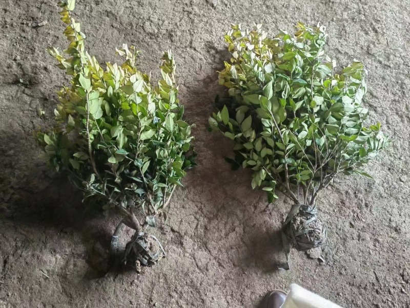 金森女贞大毛球，冠幅30左右，质量好，价格便宜