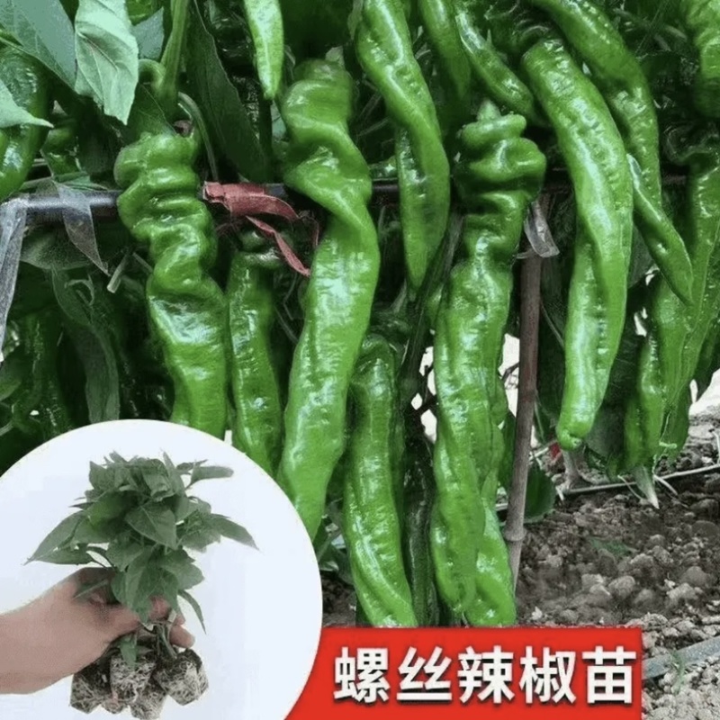 江苏辣椒苗蔬菜苗/薄皮椒苗/长线椒苗/螺丝椒苗等规格齐全