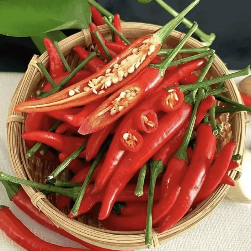 江苏辣椒苗蔬菜苗/薄皮椒苗/长线椒苗/螺丝椒苗等规格齐全