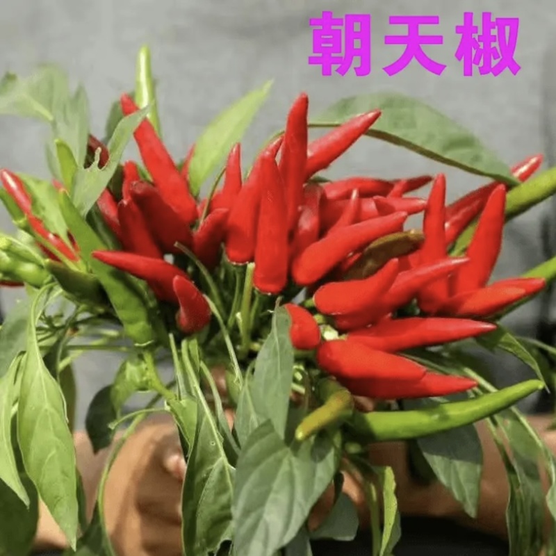 江苏辣椒苗蔬菜苗/薄皮椒苗/长线椒苗/螺丝椒苗等规格齐全