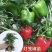 江苏辣椒苗蔬菜苗/薄皮椒苗/长线椒苗/螺丝椒苗等规格齐全