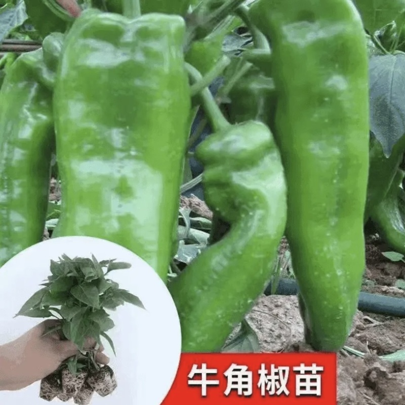 江苏辣椒苗蔬菜苗/薄皮椒苗/长线椒苗/螺丝椒苗等规格齐全