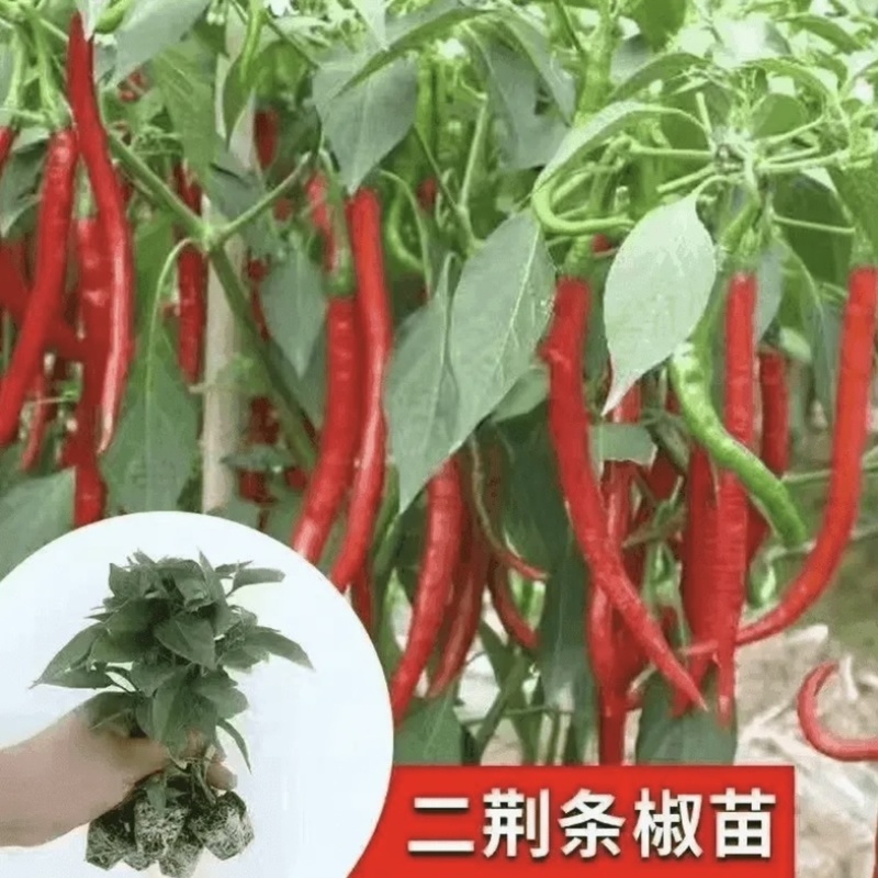 江苏辣椒苗蔬菜苗/薄皮椒苗/长线椒苗/螺丝椒苗等规格齐全