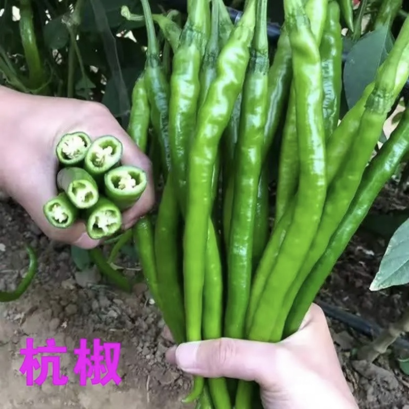 江苏辣椒苗蔬菜苗/薄皮椒苗/长线椒苗/螺丝椒苗等规格齐全