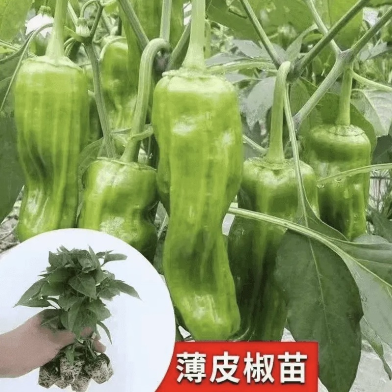 江苏辣椒苗蔬菜苗/薄皮椒苗/长线椒苗/螺丝椒苗等规格齐全