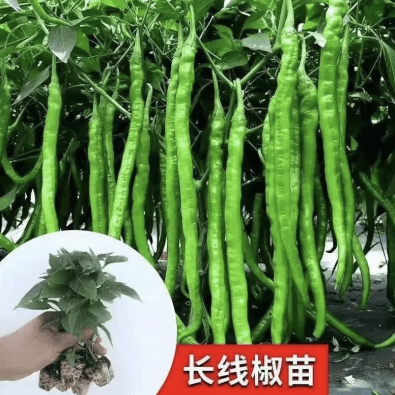 江苏辣椒苗蔬菜苗/薄皮椒苗/长线椒苗/螺丝椒苗等规格齐全