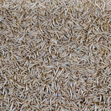 各种规格黄粉虫